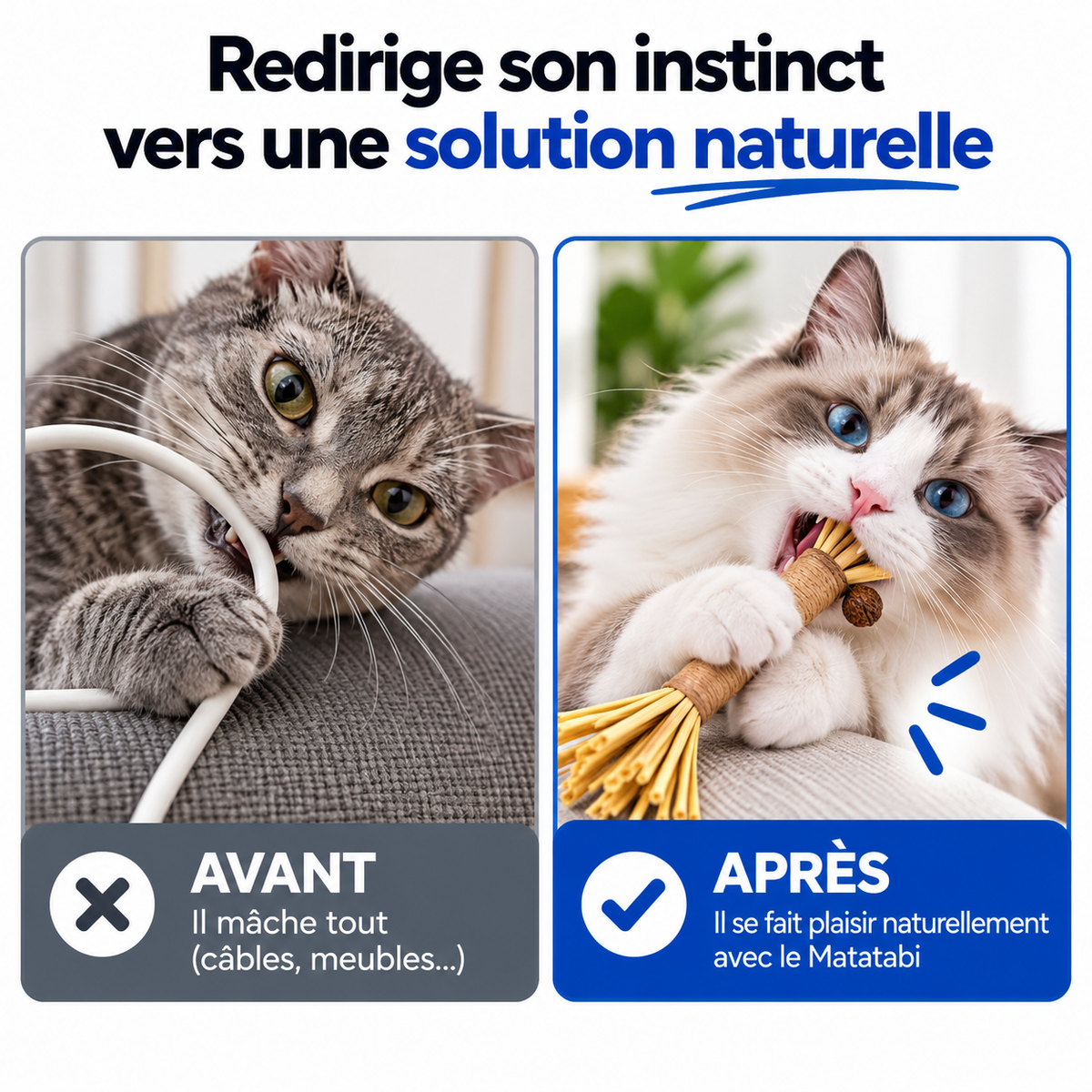 Bâtonnets Dentaires au Matatabi pour Chats — Pawsial™