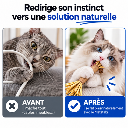 Bâtonnets Dentaires au Matatabi pour Chats — Pawsial™
