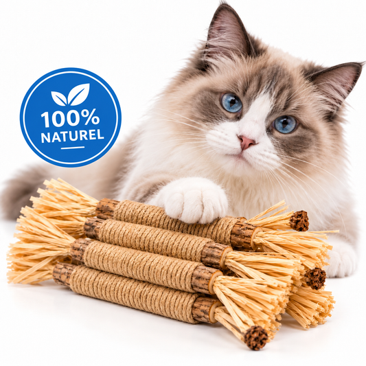 Bâtonnets Dentaires au Matatabi pour Chats — Pawsial™