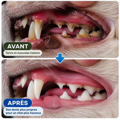 Bâtonnets Dentaires au Matatabi pour Chats — Pawsial™