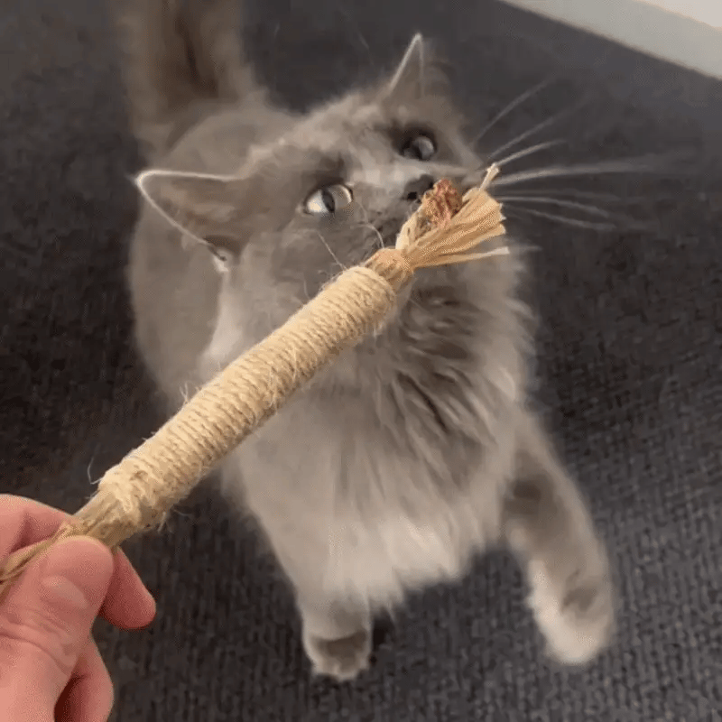 Bâtonnets Dentaires au Matatabi pour Chats — Pawsial™